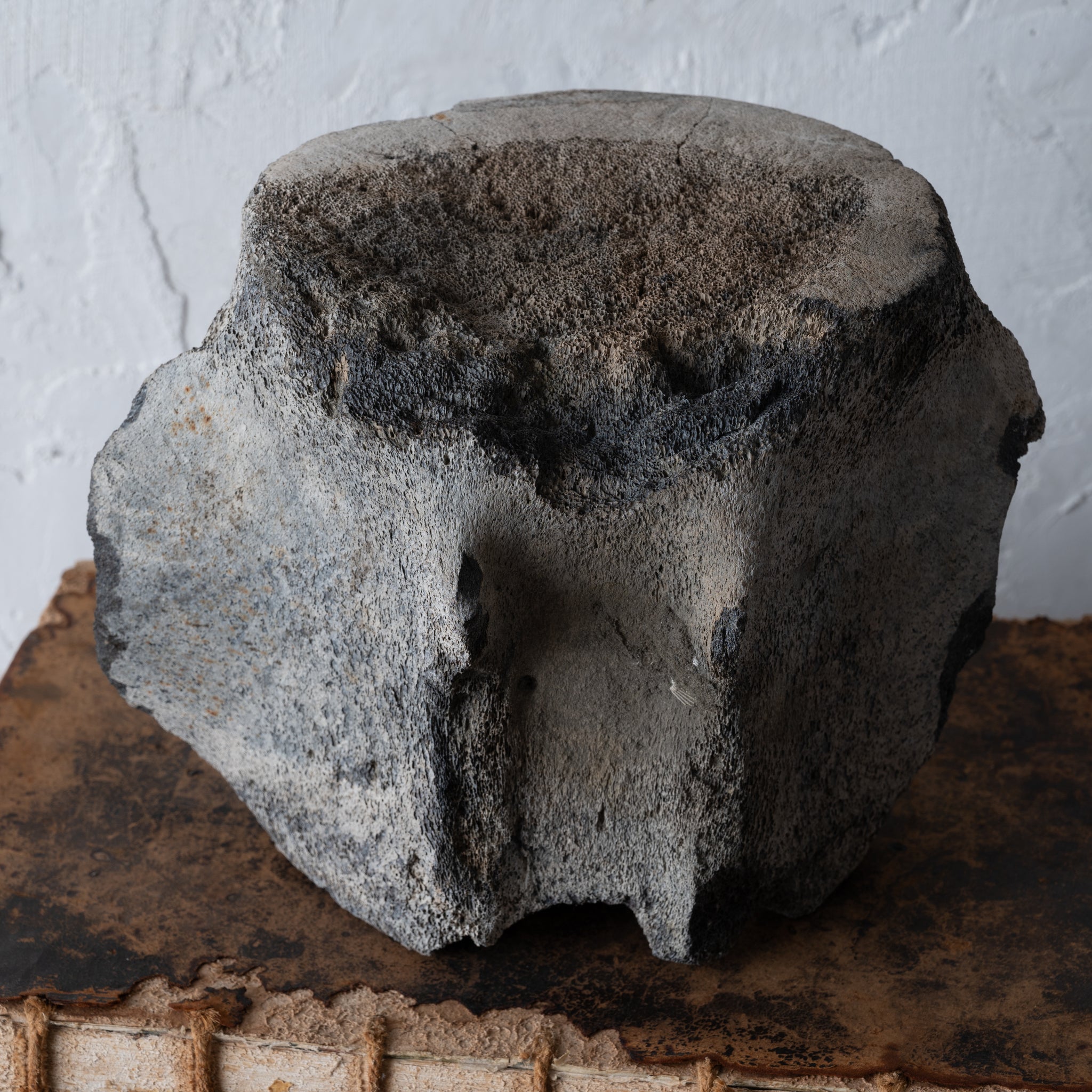 A Fossilized Whale Vertebrae