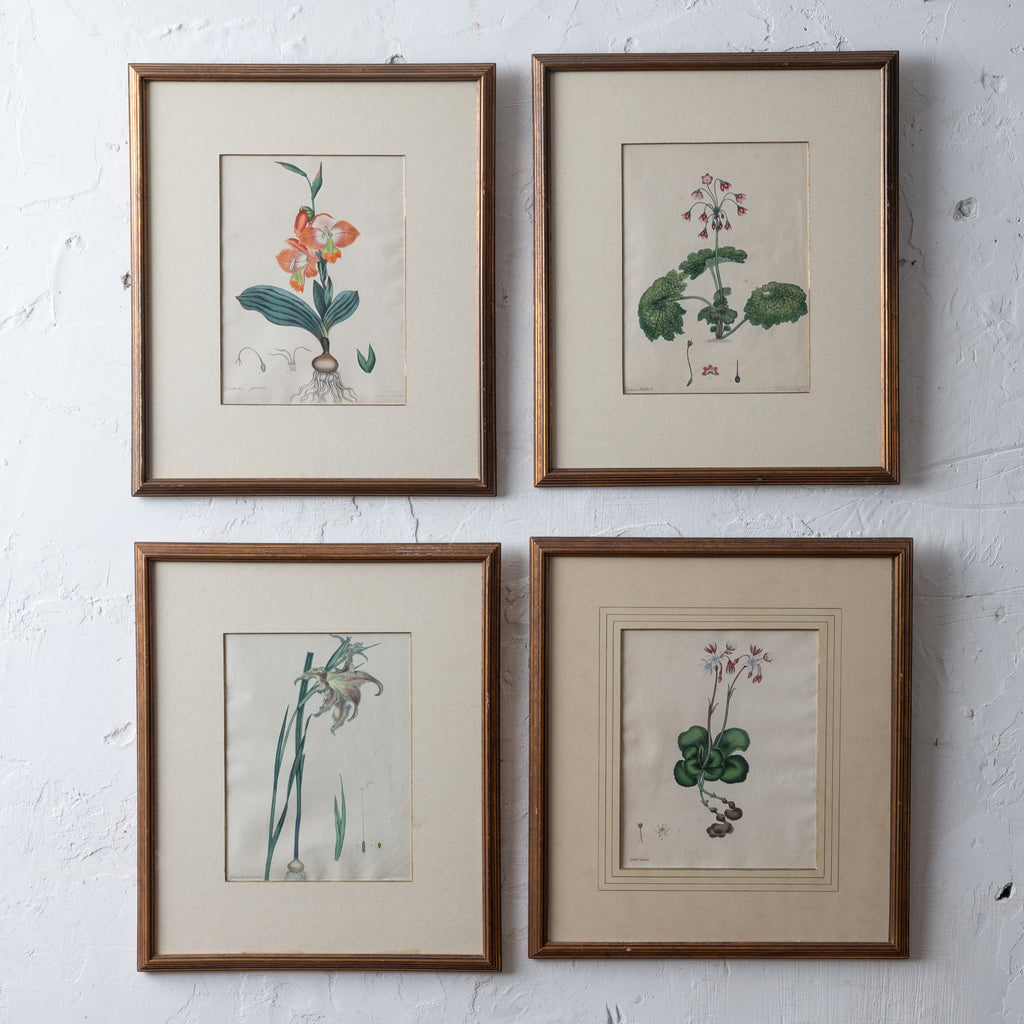 Henry C. Andrews Botanical Prints, c.1790s - set of 4