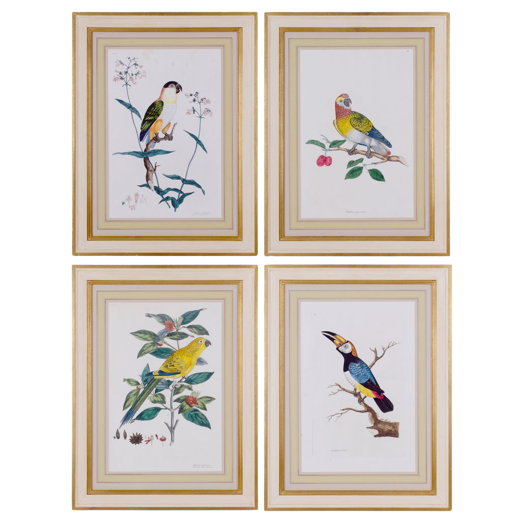 John Frederick Miller, Parrots c.1796 - Set of 4 Engravings