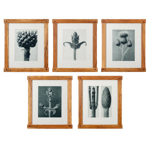 Karl Blossfeldt Photogravures in Handcrafted Wormy Oak Frames, c.1929 - Set of 5