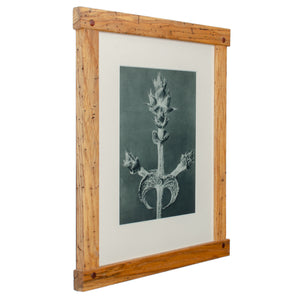 Karl Blossfeldt Photogravures in Handcrafted Wormy Oak Frames, c.1929 - Set of 5