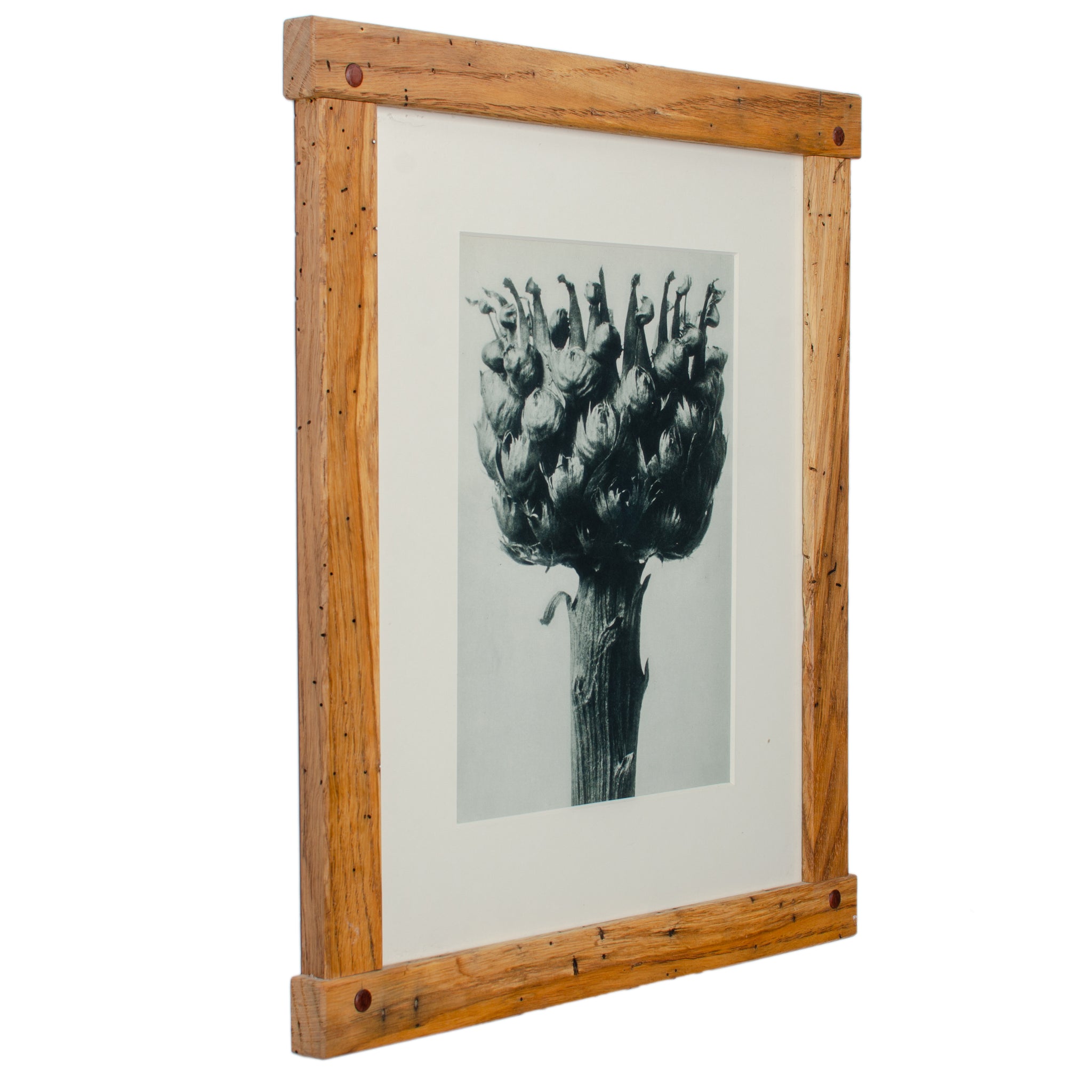 Karl Blossfeldt Photogravures in Handcrafted Wormy Oak Frames, c.1929 - Set of 5