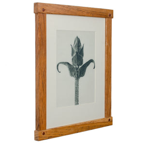 Karl Blossfeldt Photogravures in Handcrafted Wormy Oak Frames, c.1929 - Set of 5