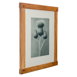 Karl Blossfeldt Photogravures in Handcrafted Wormy Oak Frames, c.1929 - Set of 5