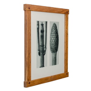 Karl Blossfeldt Photogravures in Handcrafted Wormy Oak Frames, c.1929 - Set of 5