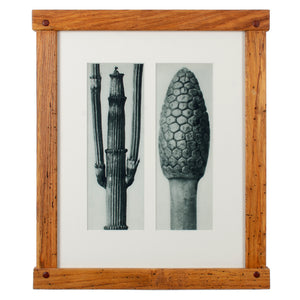 Karl Blossfeldt Photogravures in Handcrafted Wormy Oak Frames, c.1929 - Set of 5