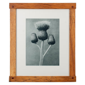 Karl Blossfeldt Photogravures in Handcrafted Wormy Oak Frames, c.1929 - Set of 5