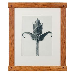 Karl Blossfeldt Photogravures in Handcrafted Wormy Oak Frames, c.1929 - Set of 5