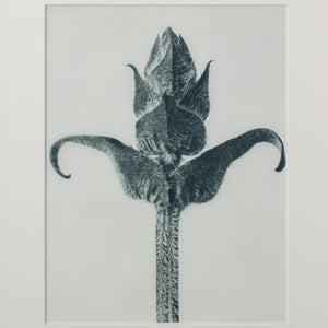 Karl Blossfeldt Photogravures in Handcrafted Wormy Oak Frames, c.1929 - Set of 5