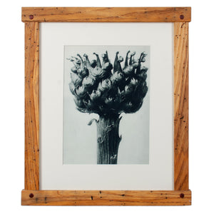 Karl Blossfeldt Photogravures in Handcrafted Wormy Oak Frames, c.1929 - Set of 5