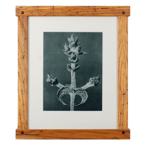 Karl Blossfeldt Photogravures in Handcrafted Wormy Oak Frames, c.1929 - Set of 5