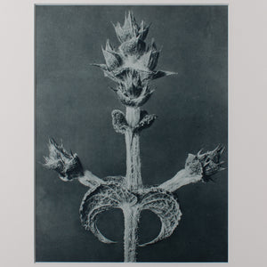 Karl Blossfeldt Photogravures in Handcrafted Wormy Oak Frames, c.1929 - Set of 5