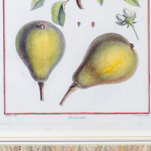 Duhamel Du Monceau Botanical Engravings, 18th Century - Set of 3