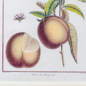 Duhamel Du Monceau Botanical Engravings, 18th Century - Set of 3