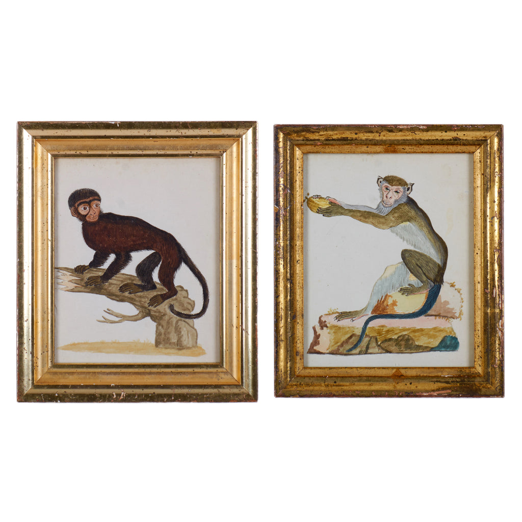 18th Century Monkey Watercolors - A Pair