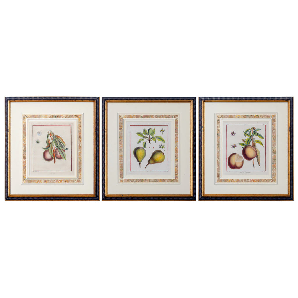 Duhamel Du Monceau Botanical Engravings, 18th Century - Set of 3