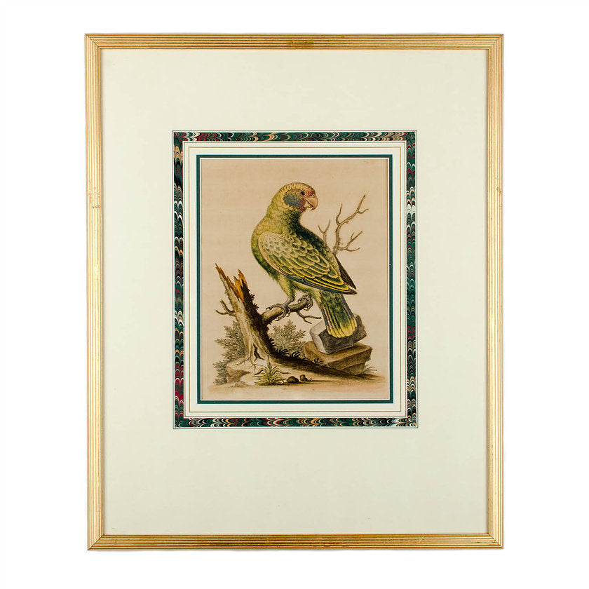 Antique Parrot Engravings by George Edwards - set of 4