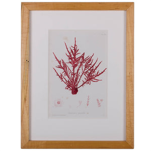 Bradbury Seaweed Prints in Hand-Crafted Frames - Set of 3