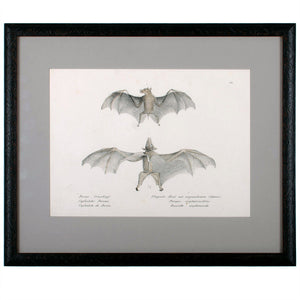 1836 Schinz & Brodtmann Flying Fox Bat Lithograph