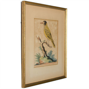 C.1750 George Edwards "Yellow Starling" Engraving