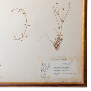 Plants of Vermont, Framed Leaf Collection by Ruth Benoit c. 1975, set of 5