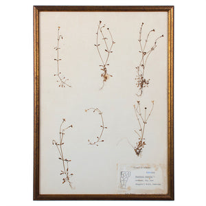 Plants of Vermont, Framed Leaf Collection by Ruth Benoit c. 1975, set of 5