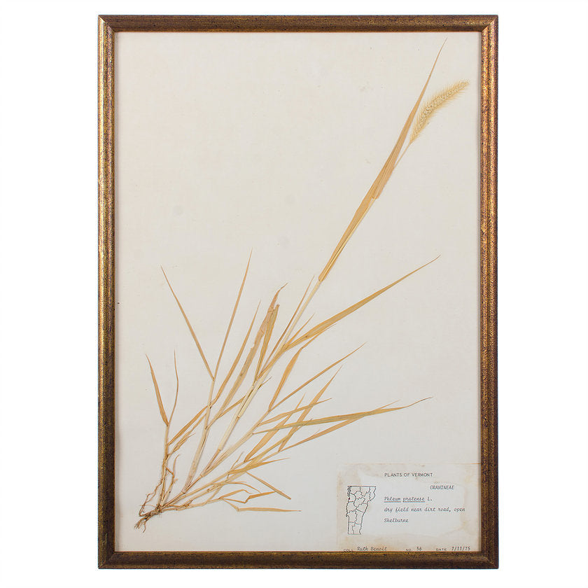 Plants of Vermont, Framed Leaf Collection by Ruth Benoit c. 1975, set of 5