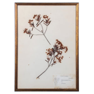 Plants of Vermont, Framed Leaf Collection by Ruth Benoit c. 1975, set of 5