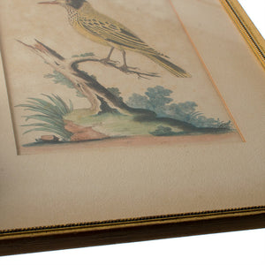 C.1750 George Edwards "Yellow Starling" Engraving