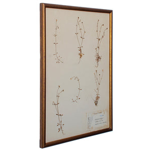 Plants of Vermont, Framed Leaf Collection by Ruth Benoit c. 1975, set of 5