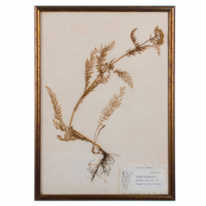 Plants of Vermont, Framed Leaf Collection by Ruth Benoit c. 1975, set of 5