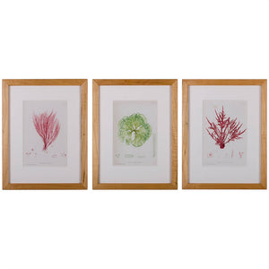 Bradbury Seaweed Prints in Hand-Crafted Frames - Set of 3