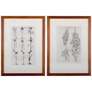 1719 De Bry Botanical Engravings - a Pair