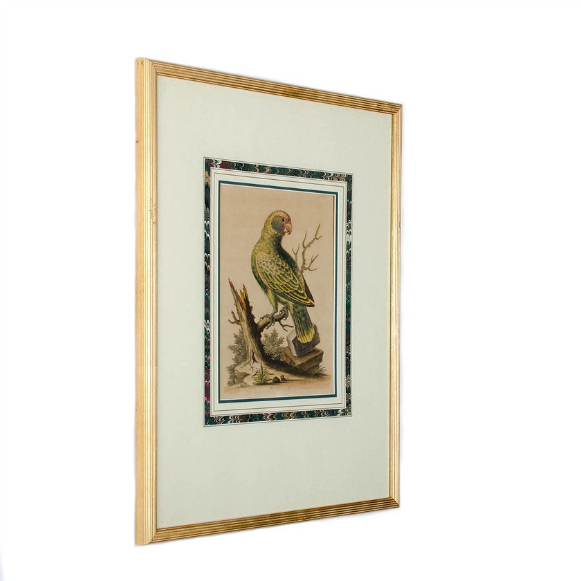 Antique Parrot Engravings by George Edwards - set of 4