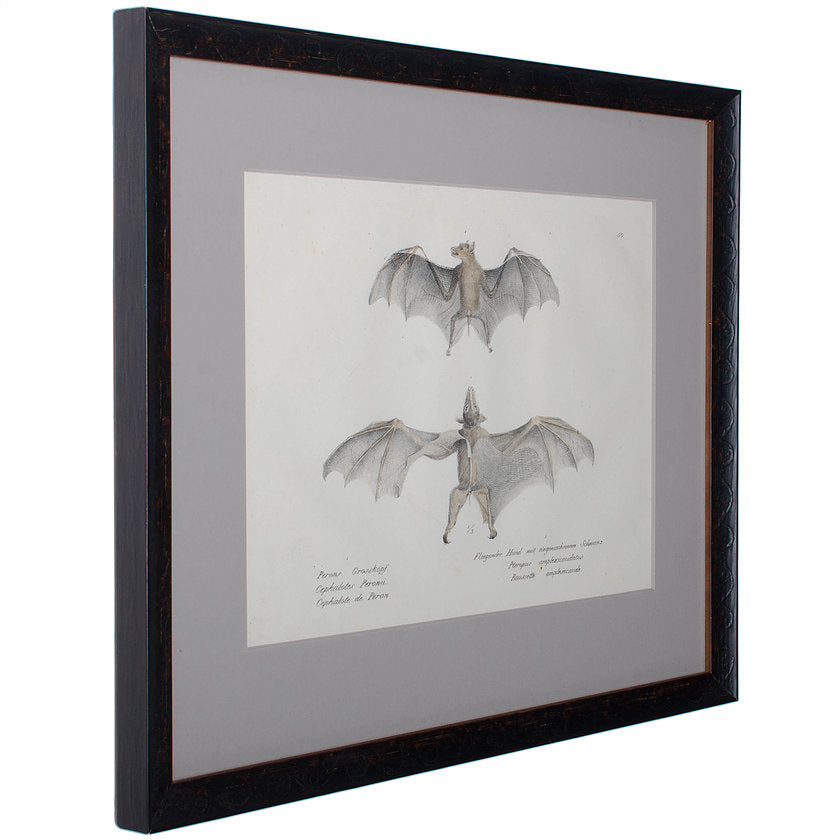 1836 Schinz & Brodtmann Flying Fox Bat Lithograph