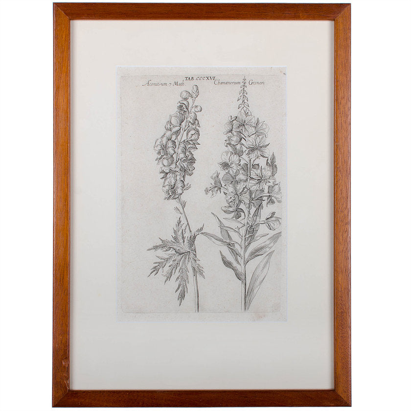 1719 De Bry Botanical Engravings - a Pair