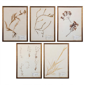 Plants of Vermont, Framed Leaf Collection by Ruth Benoit c. 1975, set of 5