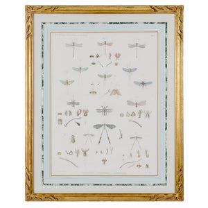 Large Engraving of Winged-Insects by J-Ces Savigny c.1812