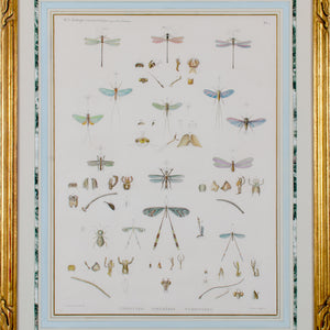 Large Engraving of Winged-Insects by J-Ces Savigny c.1812