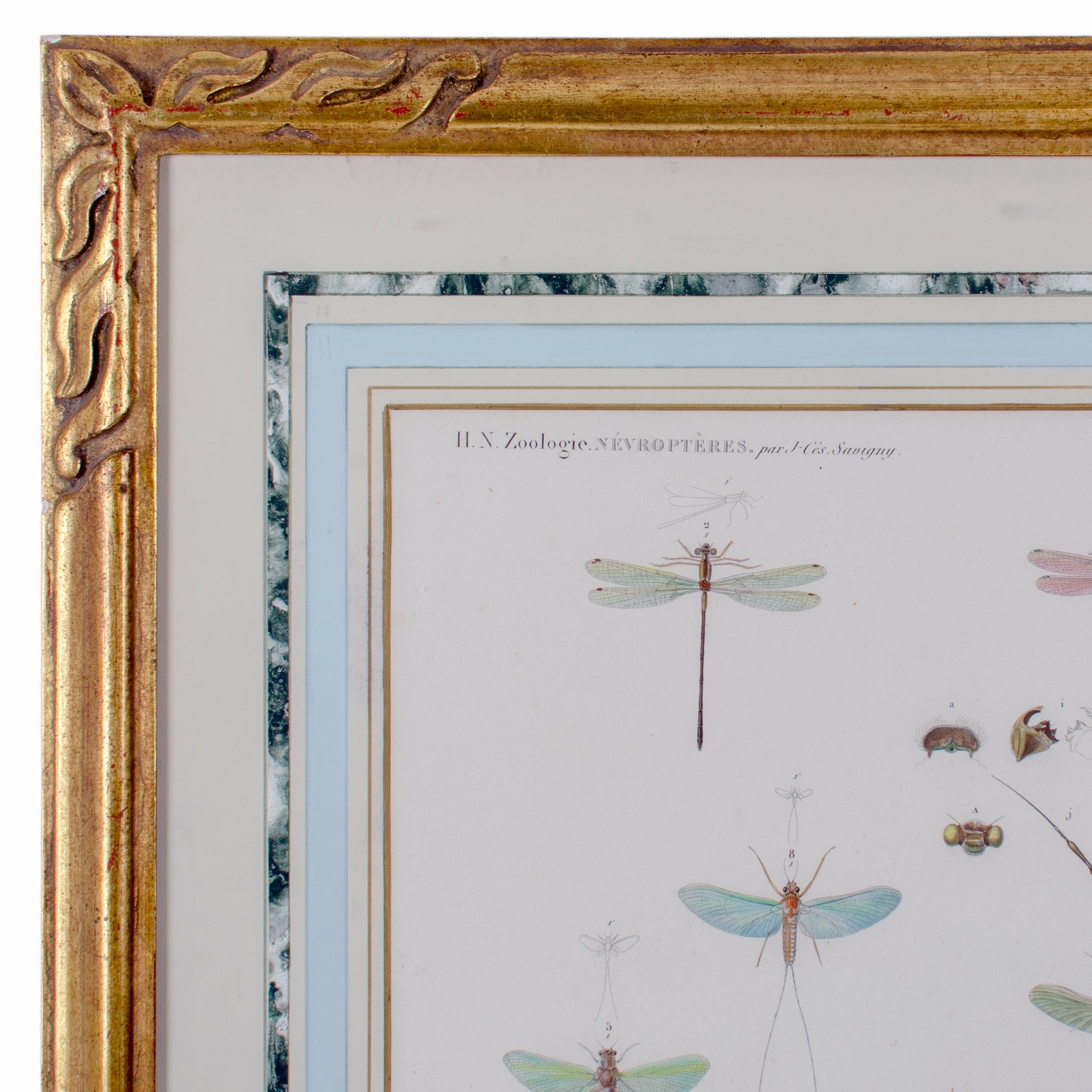 Large Engraving of Winged-Insects by J-Ces Savigny c.1812