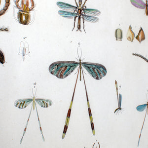 Large Engraving of Winged-Insects by J-Ces Savigny c.1812