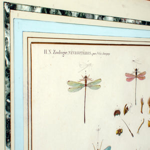 Large Engraving of Winged-Insects by J-Ces Savigny c.1812