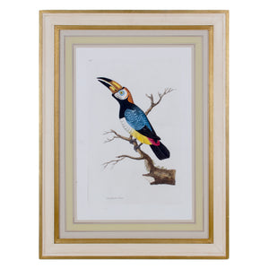 John Frederick Miller, Parrots c.1796 - Set of 4 Engravings