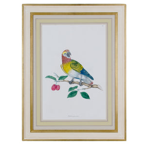 John Frederick Miller, Parrots c.1796 - Set of 4 Engravings