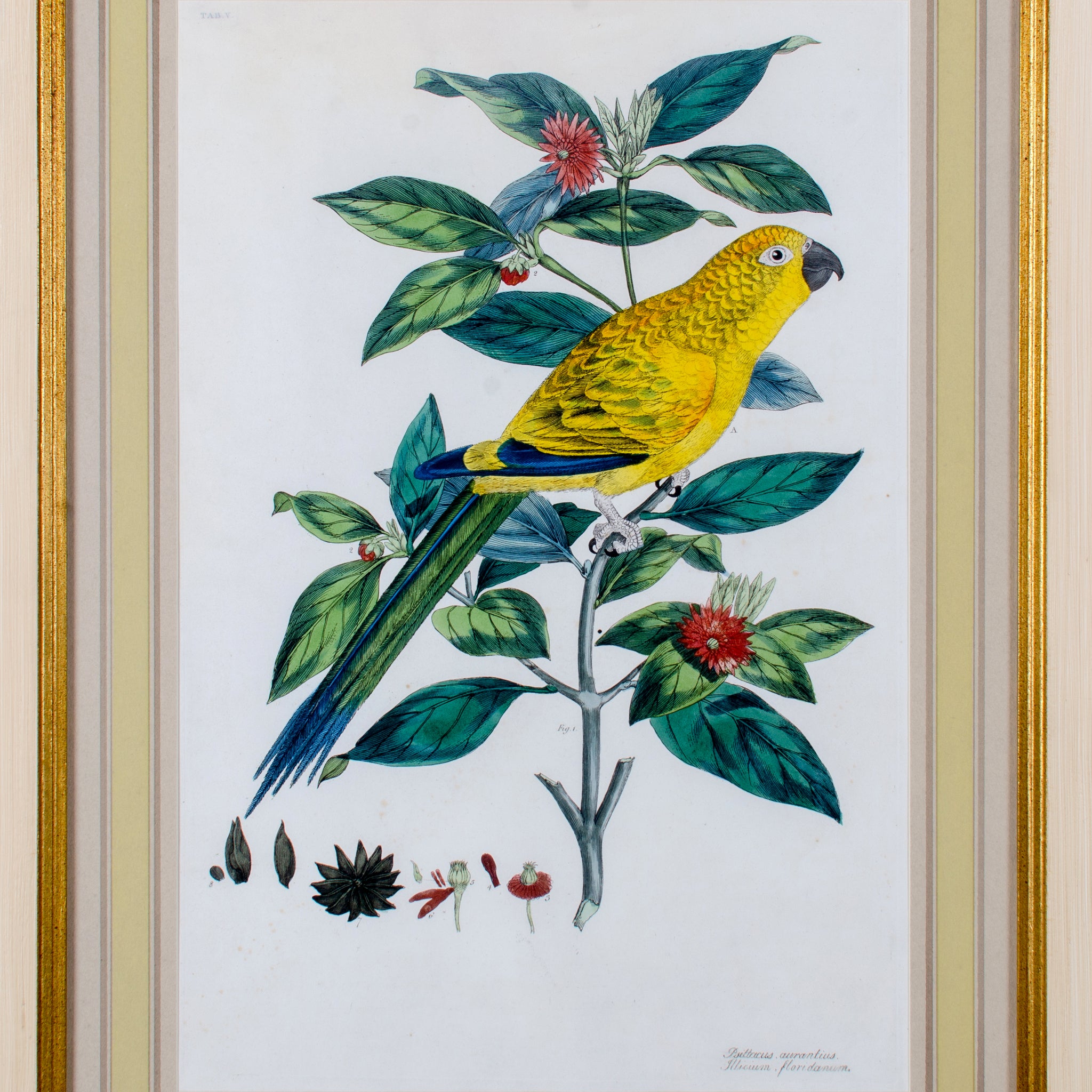 John Frederick Miller, Parrots c.1796 - Set of 4 Engravings
