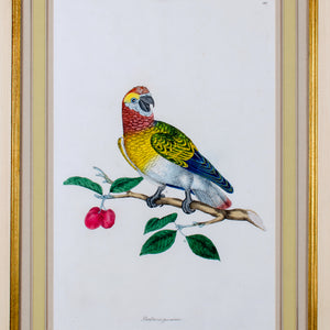 John Frederick Miller, Parrots c.1796 - Set of 4 Engravings