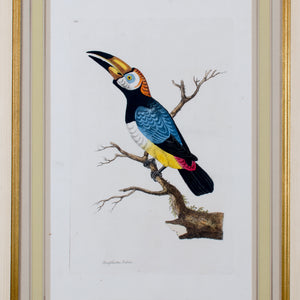 John Frederick Miller, Parrots c.1796 - Set of 4 Engravings