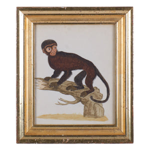 18th Century Monkey Watercolors - A Pair