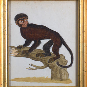 18th Century Monkey Watercolors - A Pair