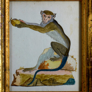 18th Century Monkey Watercolors - A Pair